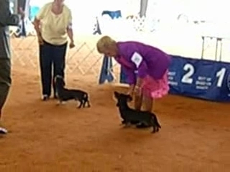 Dogshow Florida 2007 Teckel Dachshund