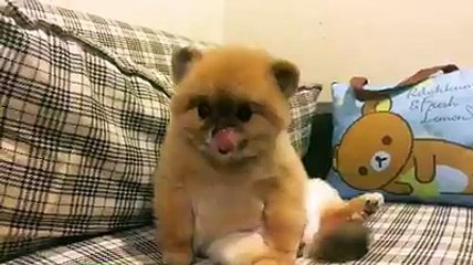 Cute Momment Puppy