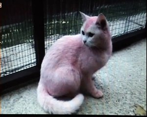 Popular Videos - Pink cat & Pink