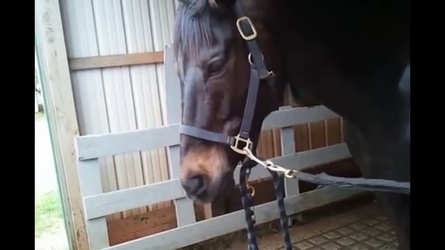 Amusant Faire Claquer Ses Lèvres Cheval!! [Drôles DAnimaux 02]