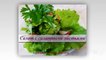 Как приготовить зеленый салат. Салат с салатными листьями