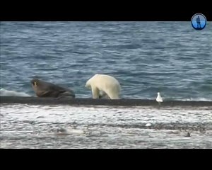 Схватка белого медведя с моржом!