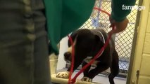 La gabbia si apre e il cane rimane turbato ma poi incontra la sua nuova famiglia