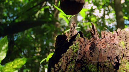 NGC.Wild Untamed Brazil#5.Shadow of the Eagle.De