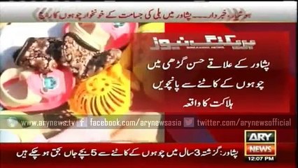 Peshawar Under Terror of Cat Size Rats