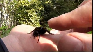 GIANT Bumble Bee Rescue & Release - Picked Up By Hand & High Five