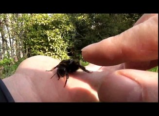 GIANT Bumble Bee Rescue & Release - Picked Up By Hand & High Five
