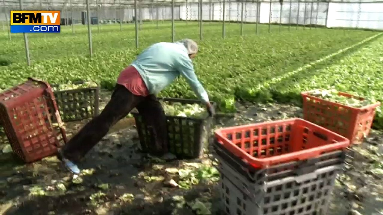 A cause de l’hiver doux, les salades poussent trop vite