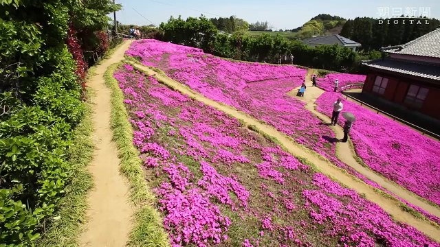 Il passe 2 ans à planter des fleurs dans son jardin pour que sa femme aveugle puisse les sentir.