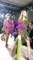 Fashion Week de New York : Géraldine Nakache et Liv Tyler enceinte