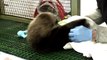 Sea Otter Rescued by Monterey Bay Aquarium Finds Home at Shedd Aquarium (no audio)