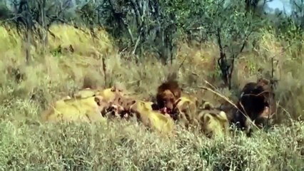 Lion Vs Tiger Real Fight Animals Attack Documentary 2015