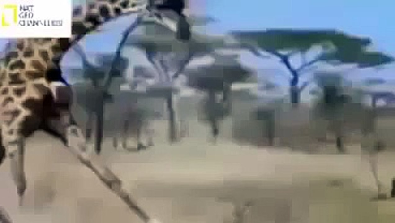 Biggest Wild Animal Fight,Animal Attack NAT GEO WILD 2015-AnimalWorld