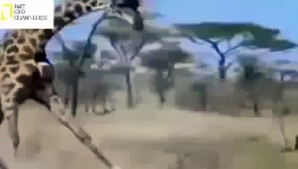 Biggest Wild Animal Fight,Animal Attack NAT GEO WILD 2015-AnimalWorld