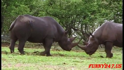 Elephant vs Rhino Fighting Real Life Animal attack