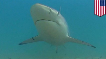 Tens of thousands of 5ft sharks are hanging out on the Florida coast