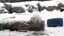 Shell melt your heart! Adorable polar bear cub sees snow for first time at Toronto zoo