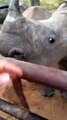 Vous n'avez probablement jamais entendu les cris étranges de bébés rhinocéros