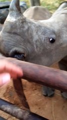 Vous n'avez probablement jamais entendu les cris étranges de bébés rhinocéros