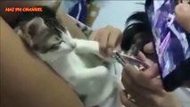 Sevimli ve Komik Kedilerin Karışık 2016 Videoları