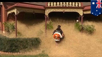 Tumbleweed nuisance 'hairy panic' engulfs small Australian town