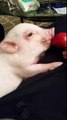 Pig Munches on Strawberry