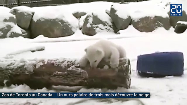 Un ourson polaire découvre la neige pour la première fois