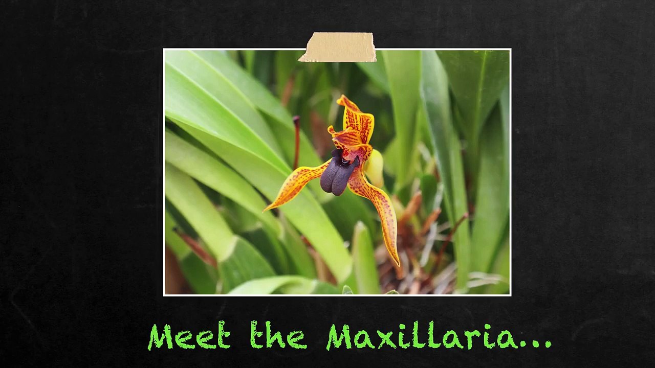 Introduction to Maxillaria Orchids