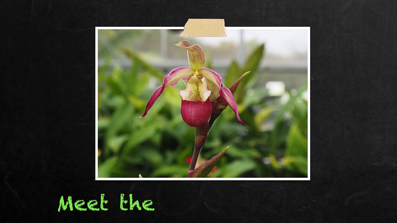 Introduction to Phragmipedium Orchids