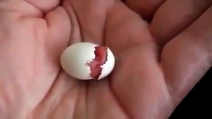 Tiny Baby Bird Hatching In Hand -