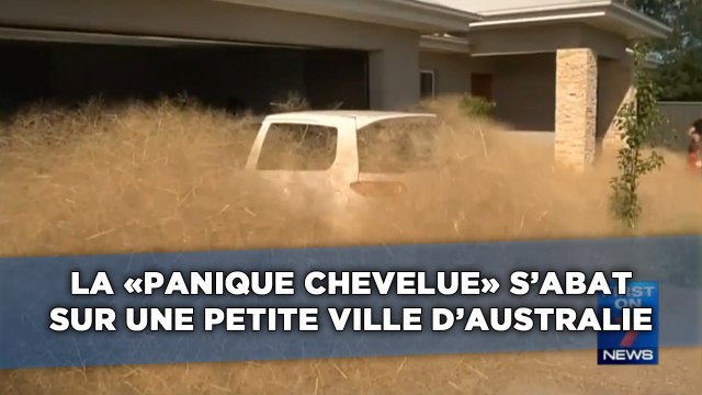 La «panique chevelue» s'abat sur une ville d'Australie