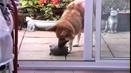 Des animaux serviables et utiles - Compilation