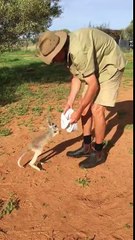 Baby Kangaroo Likes to be Cradled