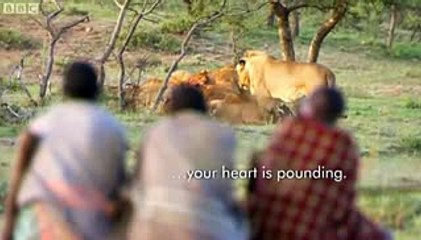 man vs Lions. Maasai Men Stealing Lion's Food Without a Fight.