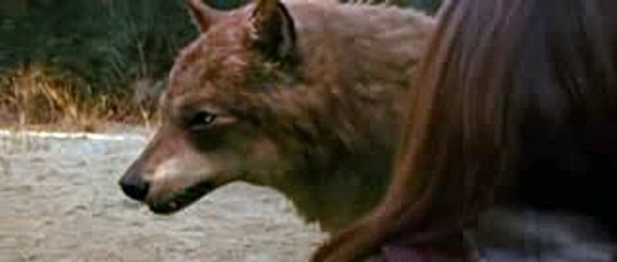 Twilight New Moon Laurent Bella et les loups