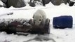 Toronto: Cet ourson polaire de 3 mois découvre la neige pour la première fois