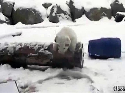 Toronto: Cet ourson polaire de 3 mois découvre la neige pour la première fois