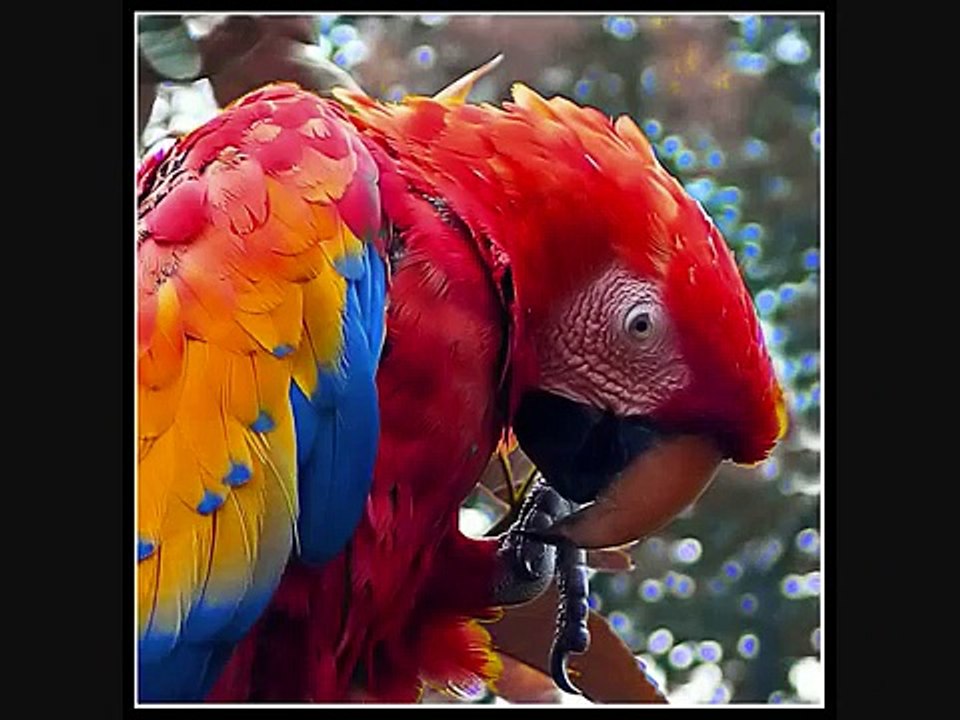 Sonidos de animales (sons d'animals)