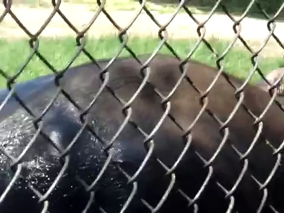 Elephant in water