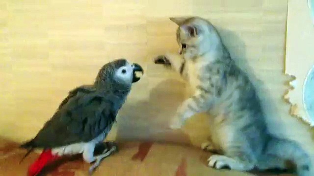 Kitty and Parrot Battle