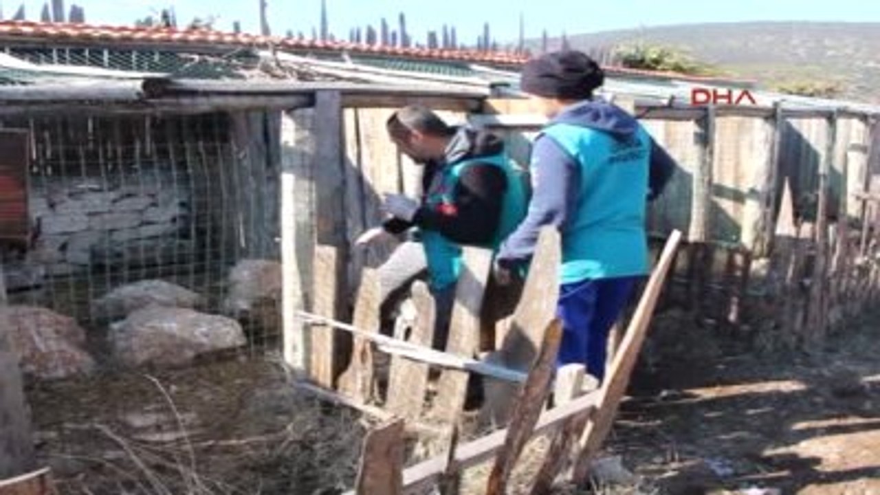 Burdur - Avcıların Hedefi Olan 35 Şahin Tedavi İçin Lisinia'ya Getirildi