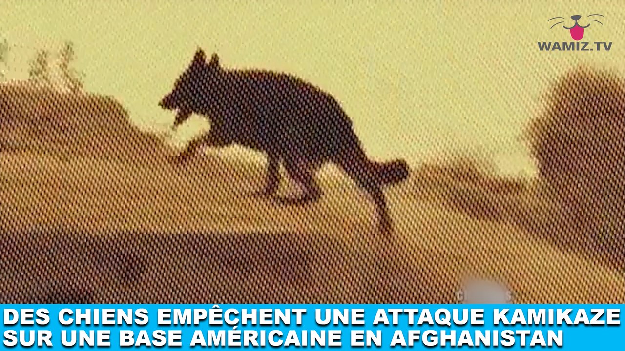 Des chiens empêchent une attaque kamikaze sur une base américaine en Afghanistan ! L'histoire dans la minute chien #133