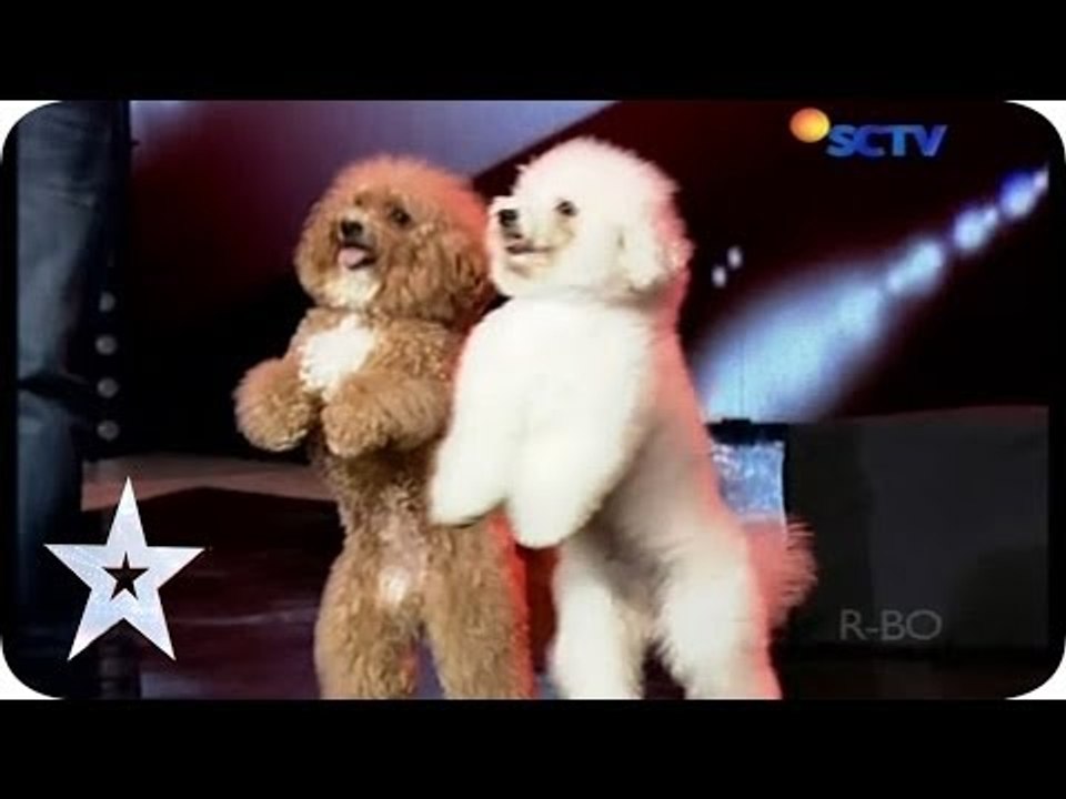 Such a Lovely Dog Acrobatic - Lovly Dog - AUDITION 5 - Indonesia's Got Talent
