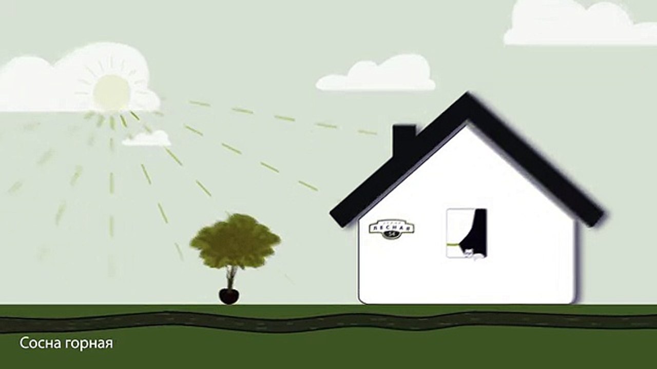 Сосна горная. Инструкция по посадке. СадСвоимиРуками