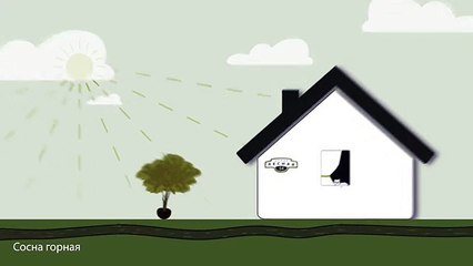 Сосна горная. Инструкция по посадке. СадСвоимиРуками