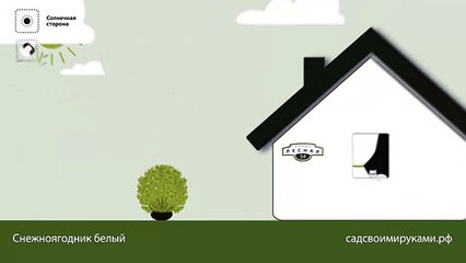 Снежноягодник белый. Инструкция по посадке. СадСвоимиРуками