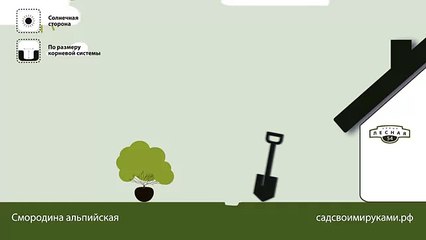 Смородина альпийская. Инструкция по посадке. СадСвоимиРуками