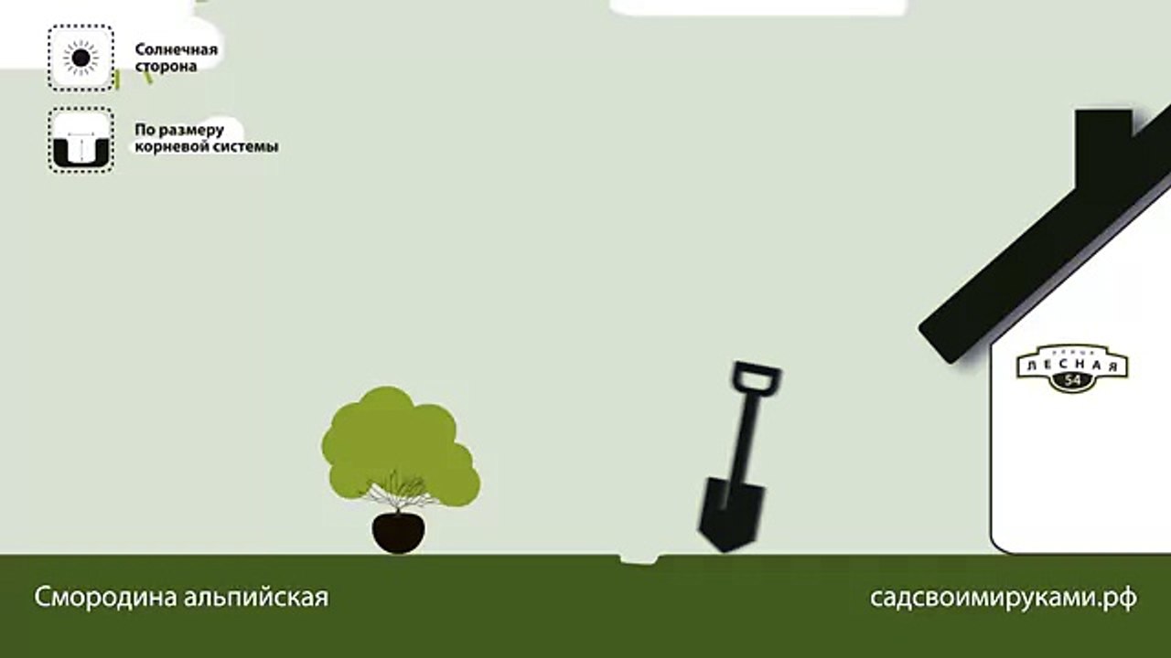 Смородина альпийская. Инструкция по посадке. СадСвоимиРуками