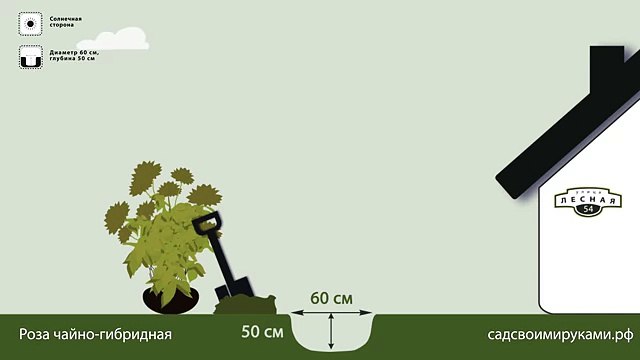 Роза чайногибридная. Инструкция по посадке. СадСвоимиРуками