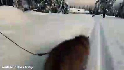 The cat that thinks he's a HUSKY!